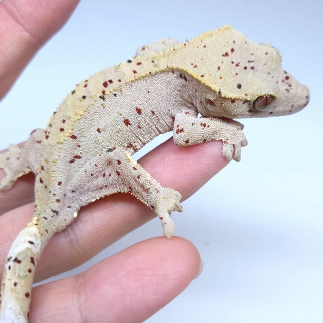 Super Dalmatian