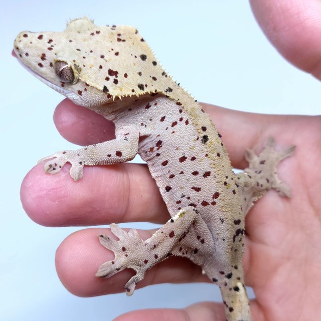 Super Dalmatian