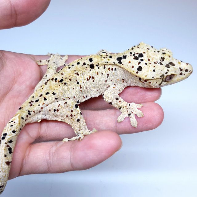 Super Dalmatian