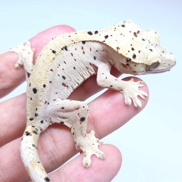 Super Dalmatian