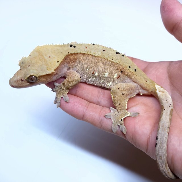 Super Dalmatian Red White Porthole