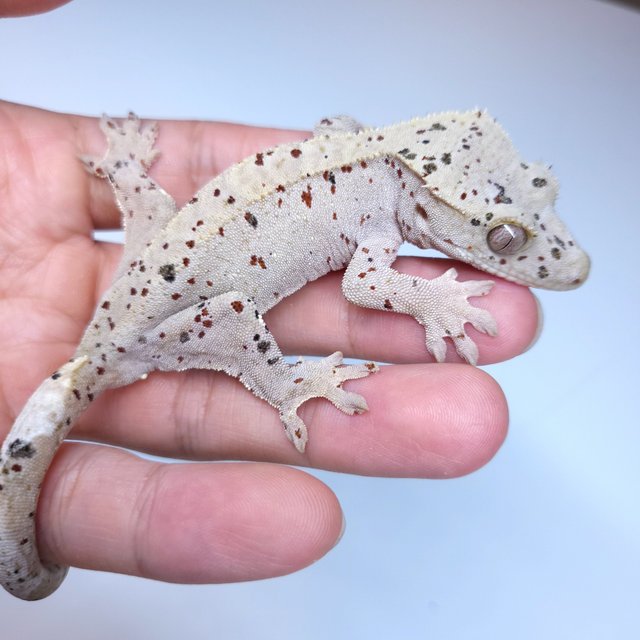 Super Dalmatian