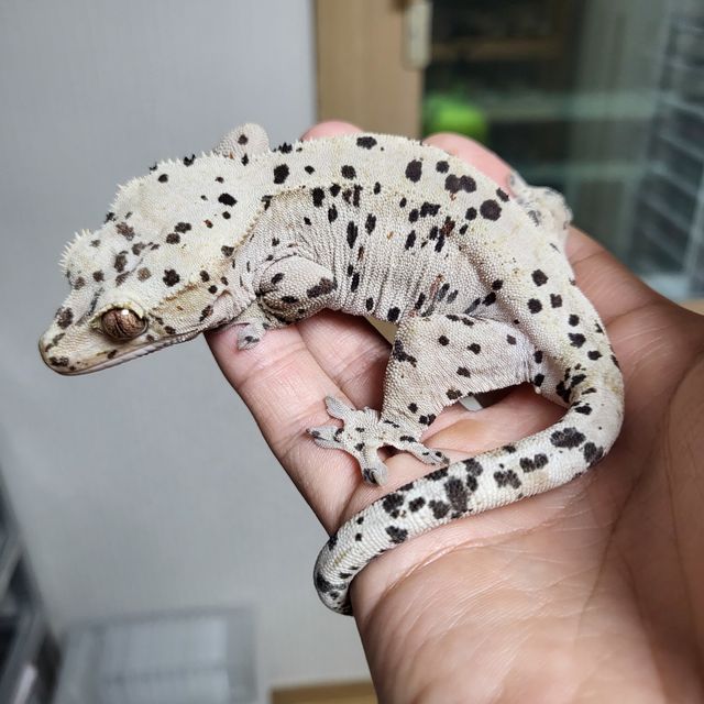 슈퍼달마시안 달마시안
