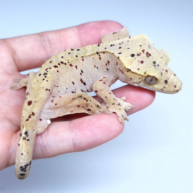Super Dalmatian