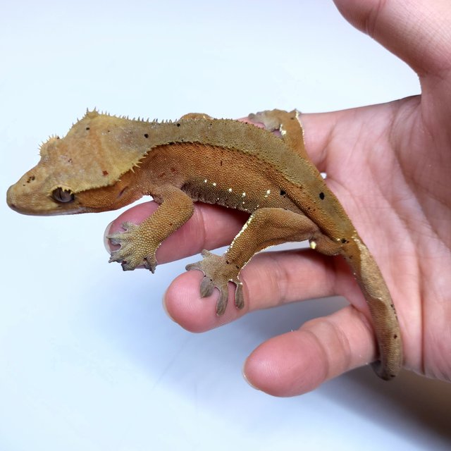 Dalmatian White Porthole Red