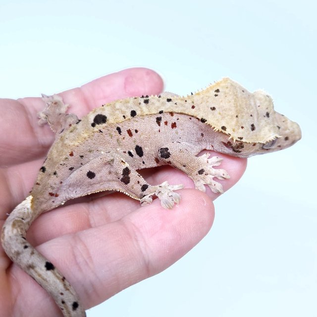 Super Dalmatian