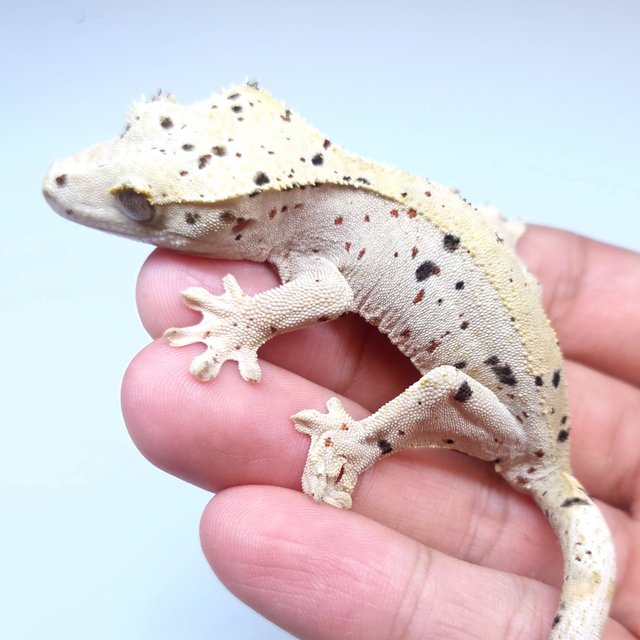 Super Dalmatian