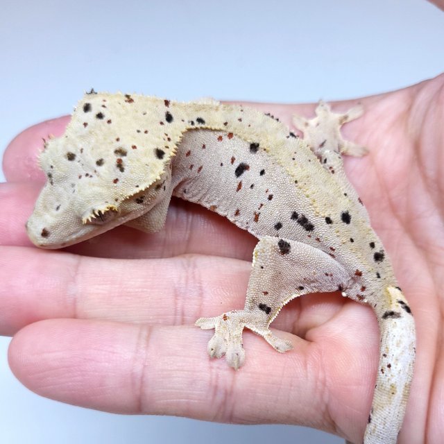 Super Dalmatian