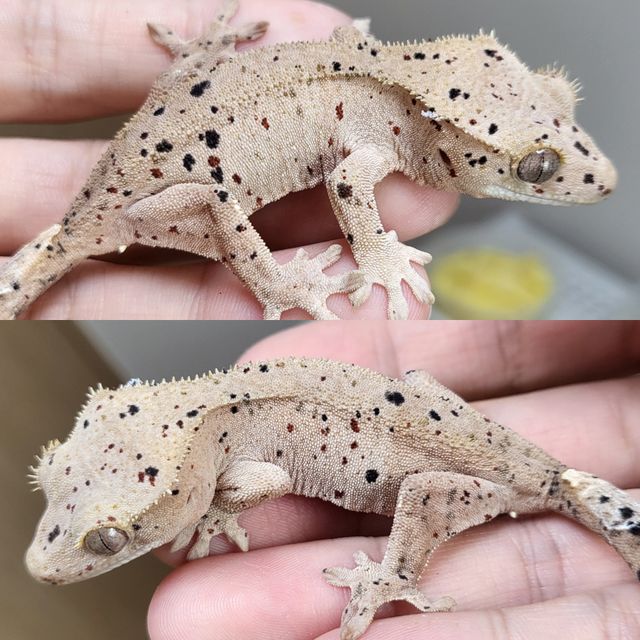 달마시안 슈퍼달마시안 레드