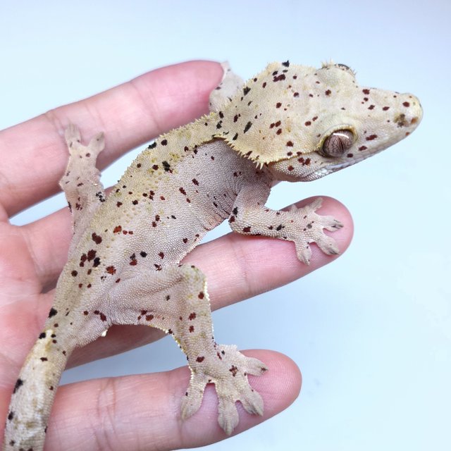 Super Dalmatian
