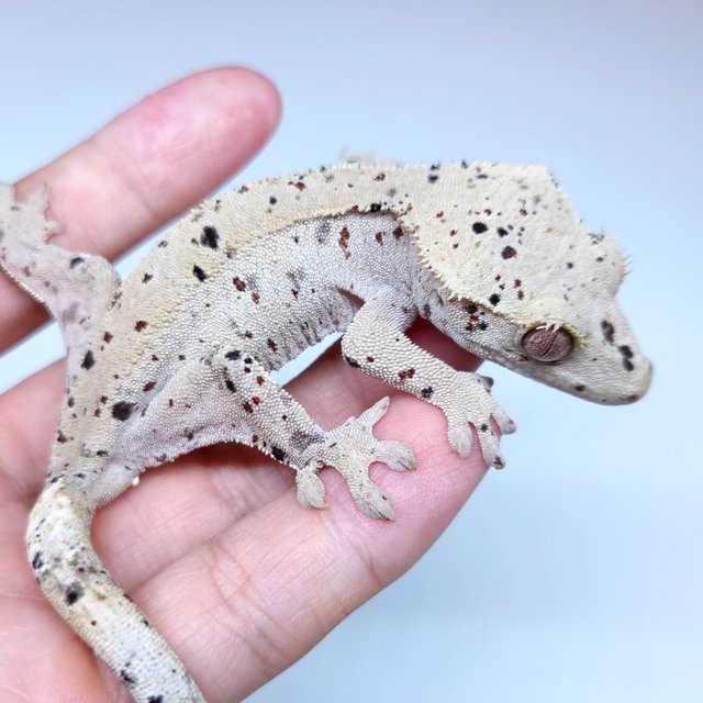 Super Dalmatian