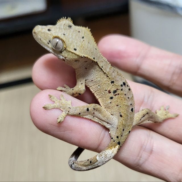 달마시안 슈퍼달마시안
