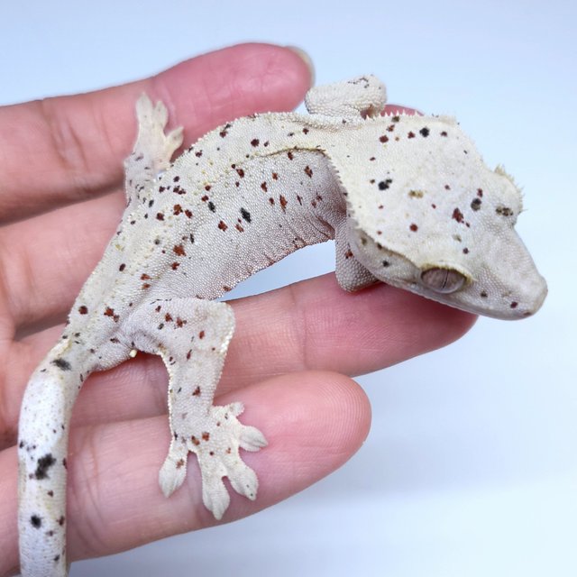 Super Dalmatian