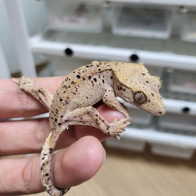 달마시안 슈퍼달마시안 레드