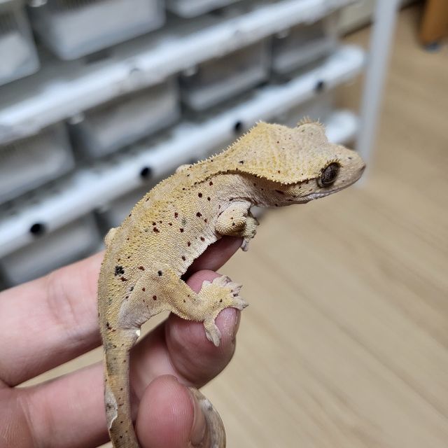달마시안 슈퍼달마시안