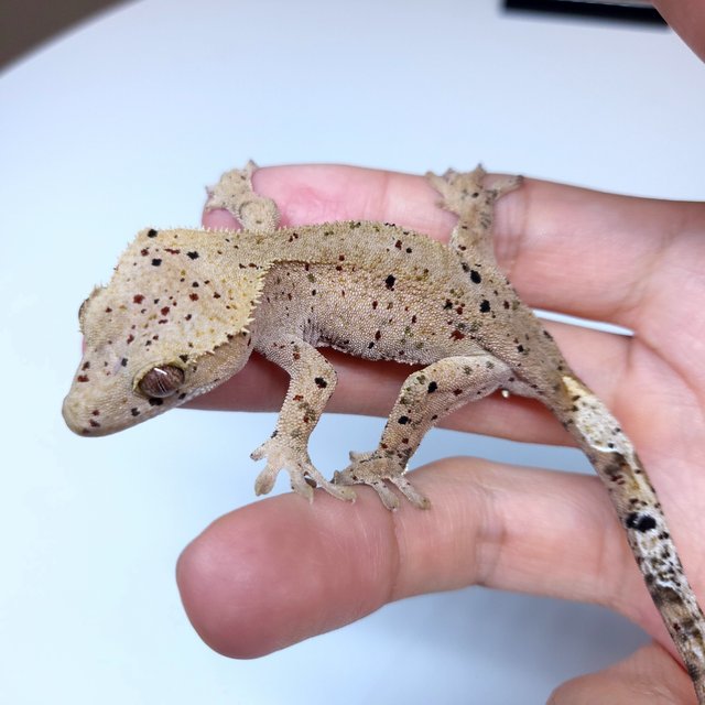 슈퍼하이포 슈퍼달마시안