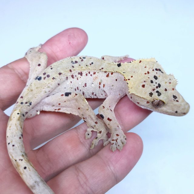 Super Dalmatian