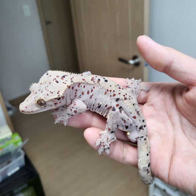 슈퍼달마시안 달마시안