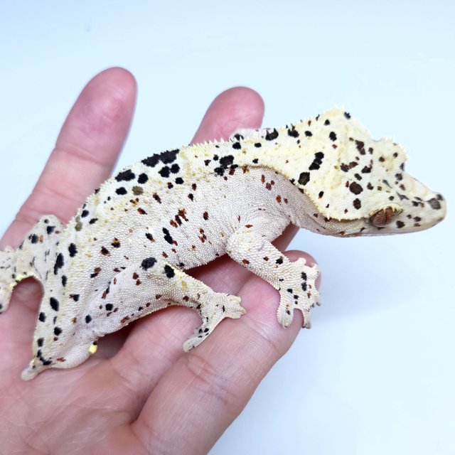 Super Dalmatian