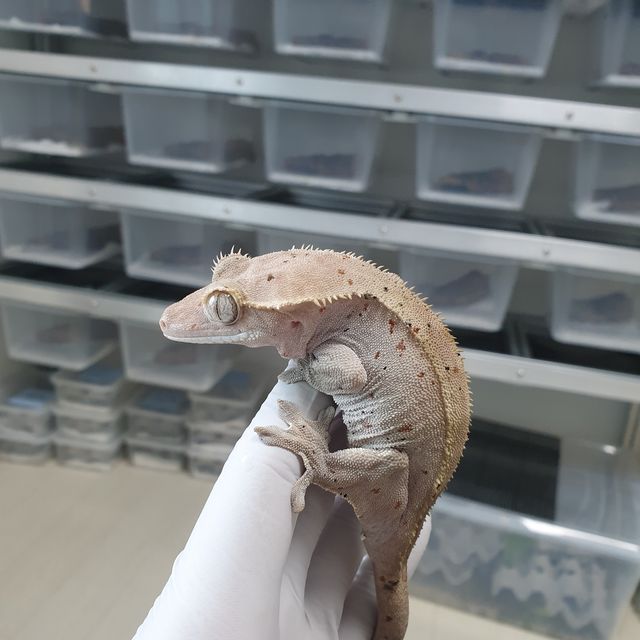 슈퍼달마시안 달마시안