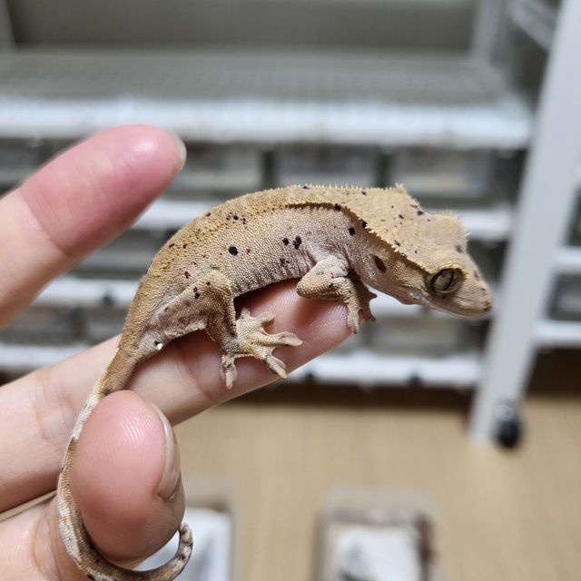 달마시안 슈퍼달마시안