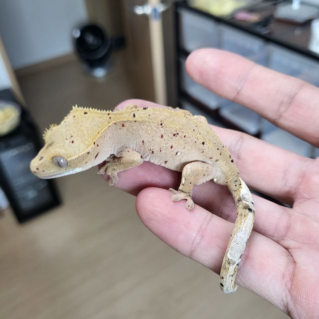 달마시안 슈퍼달마시안