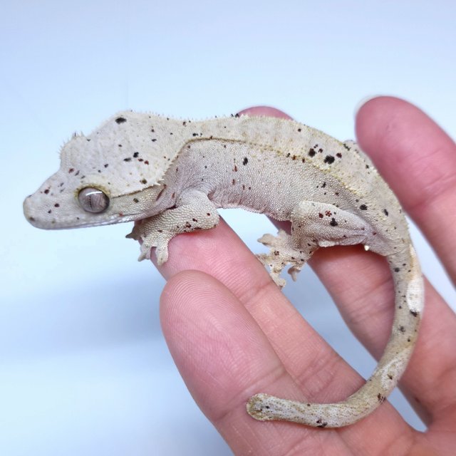Super Dalmatian
