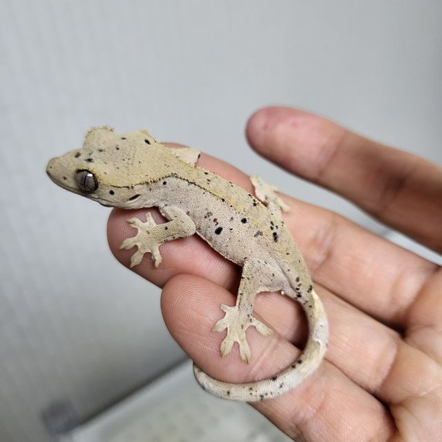 달마시안 슈퍼달마시안
