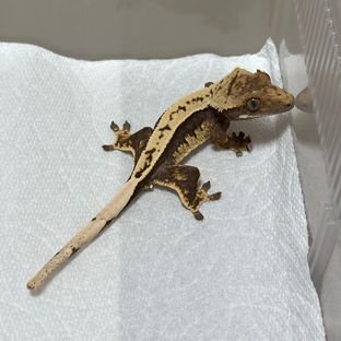 100%헷아잔틱