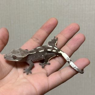 아잔틱