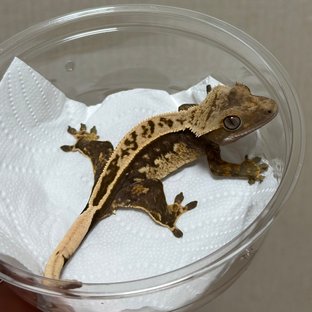 100%헷아잔틱