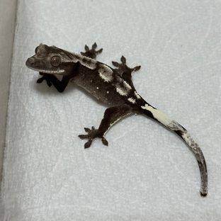 아잔틱
