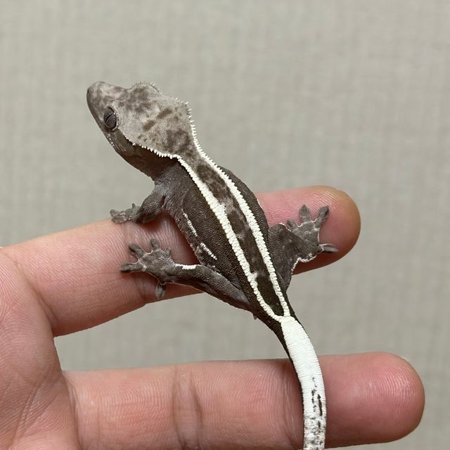 아잔틱