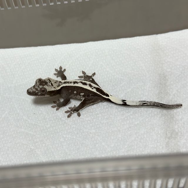 아잔틱