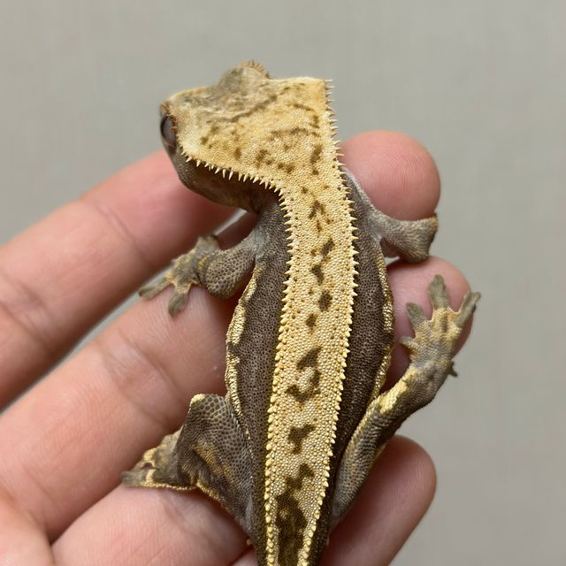 100%헷아잔틱