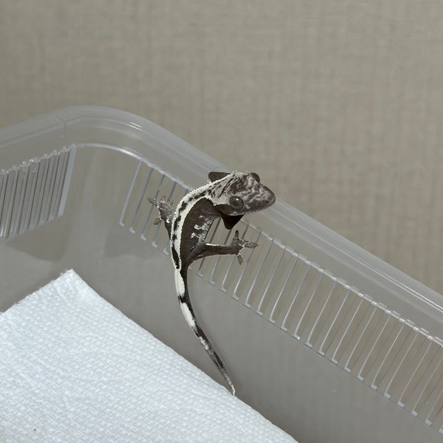 아잔틱