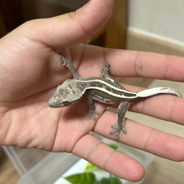 아잔틱