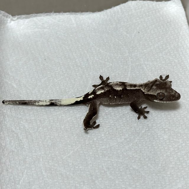 아잔틱