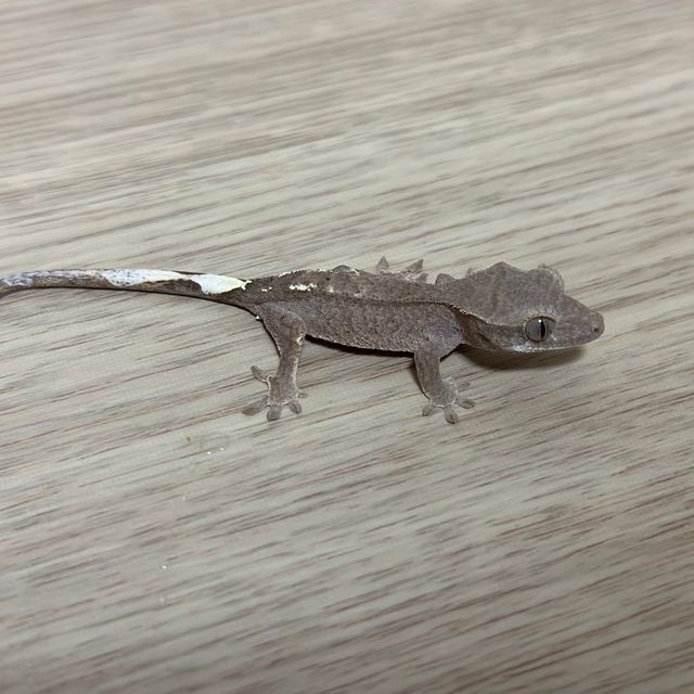 카푸치노