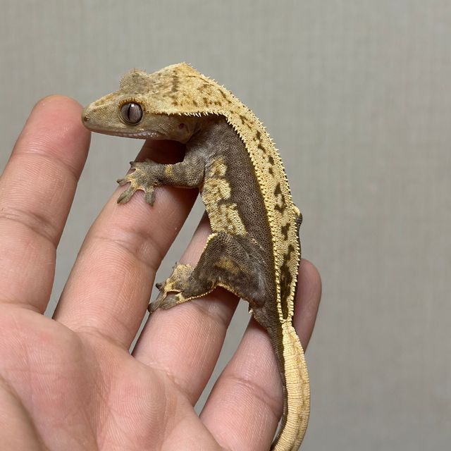 100%헷아잔틱