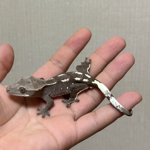 아잔틱
