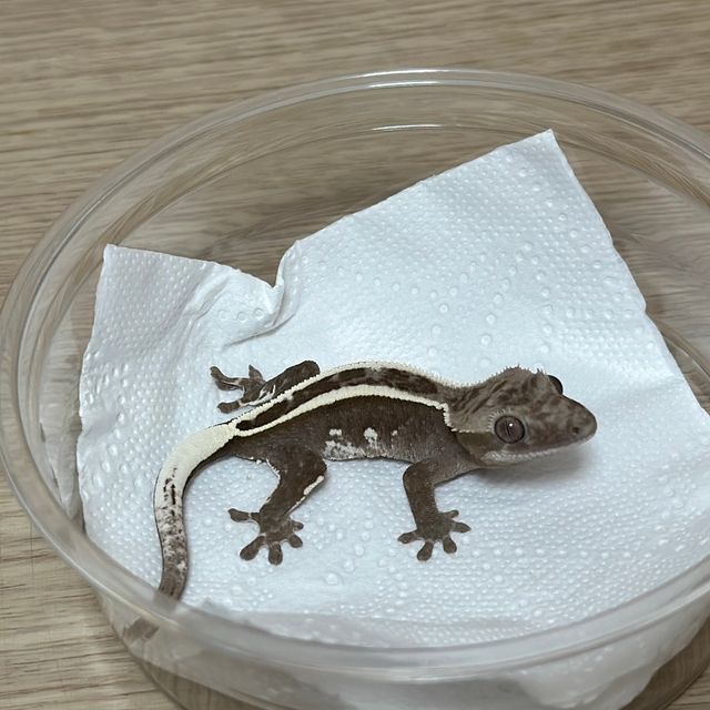 아잔틱
