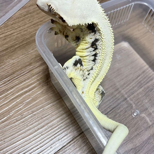 릴리화이트