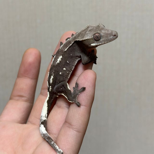 아잔틱