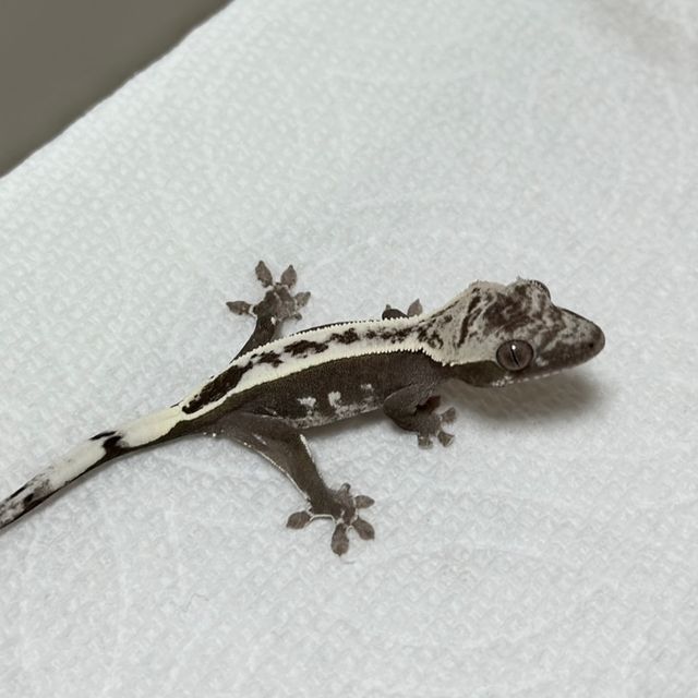 아잔틱
