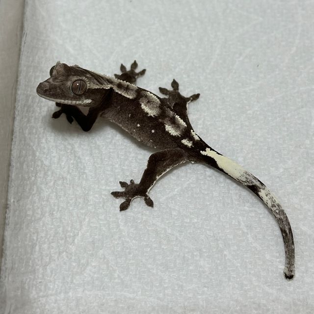 아잔틱