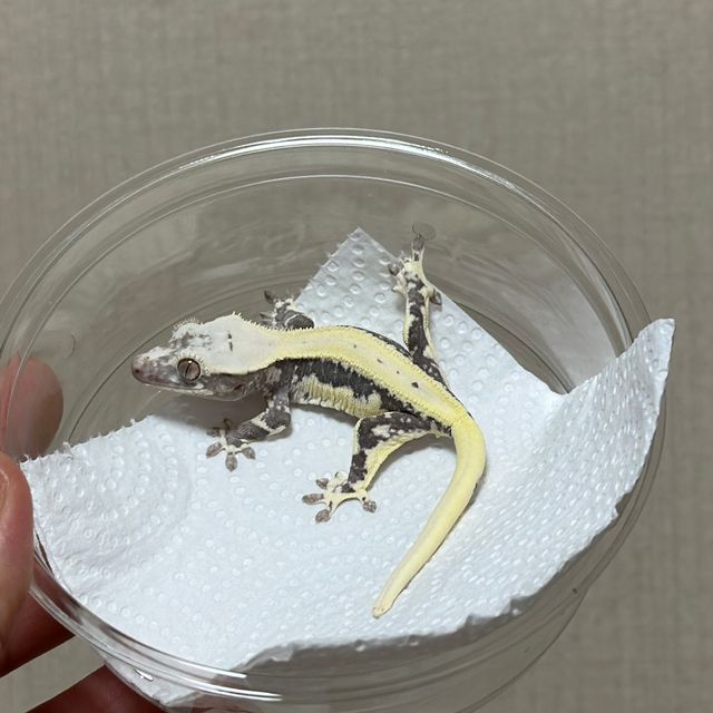 릴잔틱