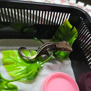 아잔틱 풀핀 화이트포트홀