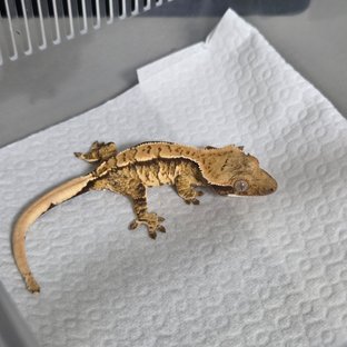 트라이 익스트림할리퀸