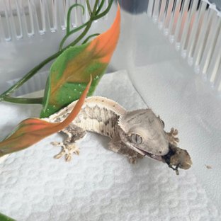 릴리100%헷아잔틱